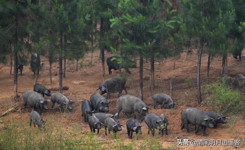 中国的猪是世界一半吗,中国的猪是什么品种