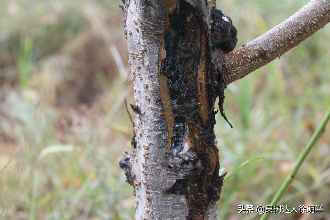 桃树流胶病最有效的防治方法,丁香菊酯能防治桃树流胶病吗