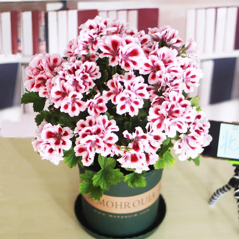 10种天竺葵,天竺葵100种图片大全