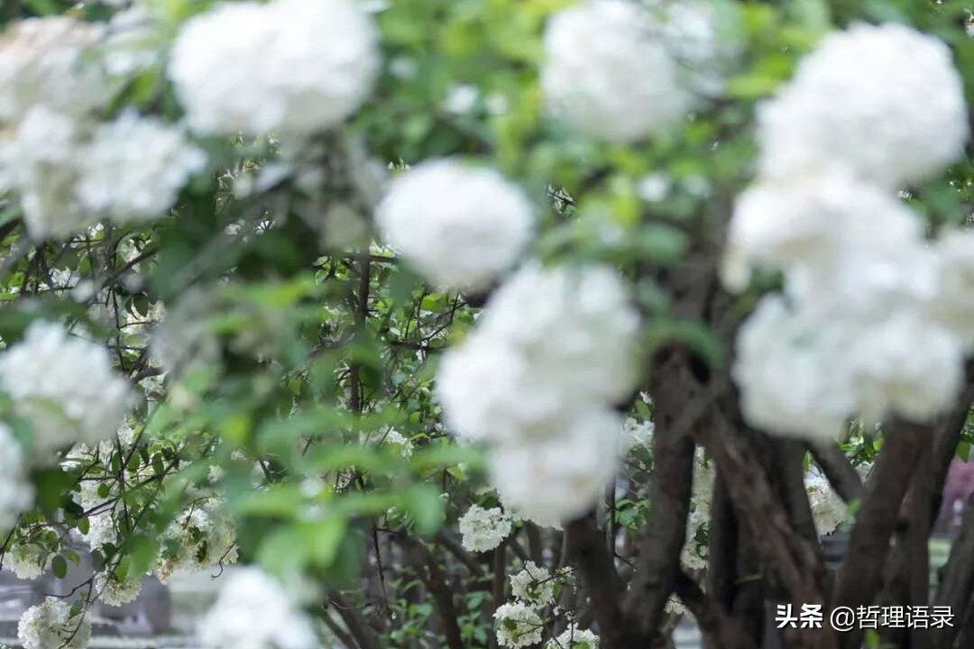 渡己亦渡人的深度解析,渡己亦渡人的句子