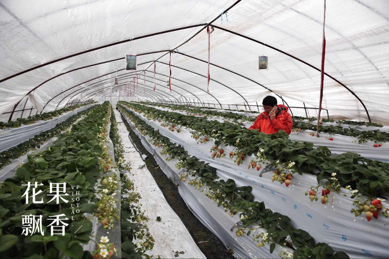 自家种草莓什么体验,博士种草莓的视频