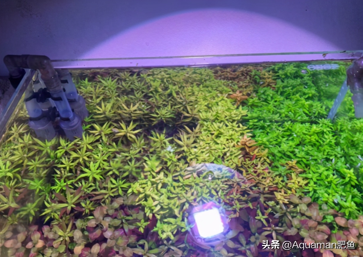 便宜又好养的水草推荐,好养又便宜的水草推荐