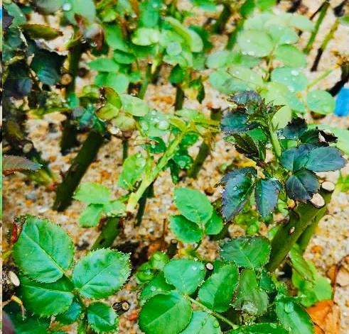 月季扦插黑杆的原因和解决方法,月季是扦插好存活还是压枝好存活