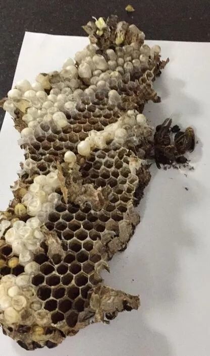 被马蜂蛰过敏性休克的急救措施,儿童被马蜂蛰了看不到毒刺