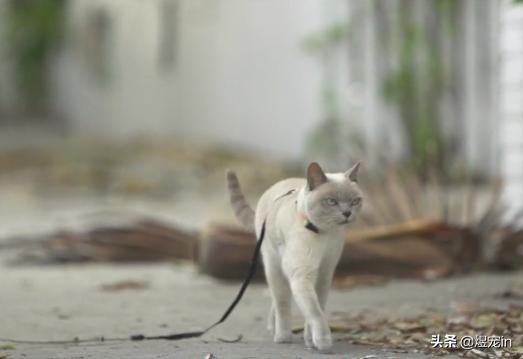 猫咪也要常晒太阳,猫咪也要瑜伽晨练吗