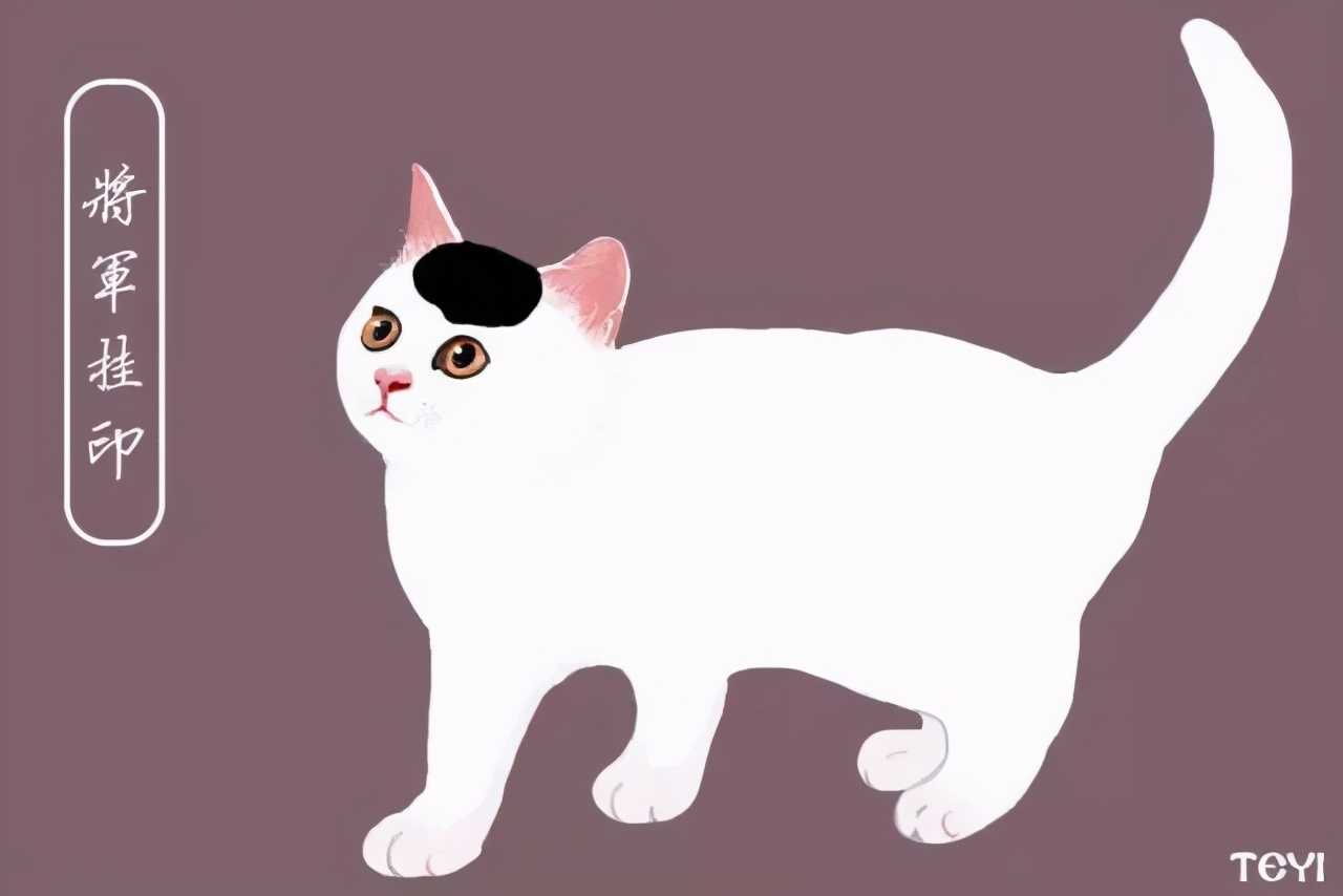 中华田园猫的品种介绍和图片大全,常见中华田园猫品种名称