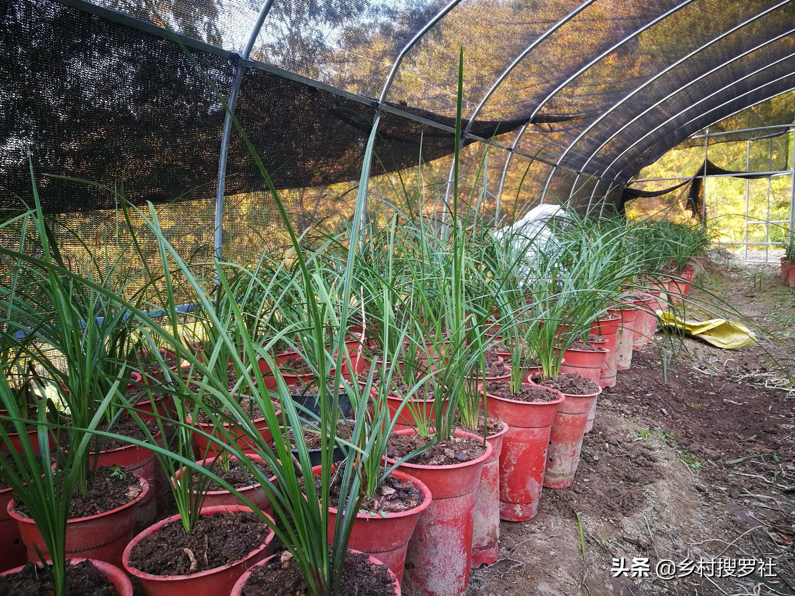 兰花户外养叶子偏黄,懒人养花一个月不浇水