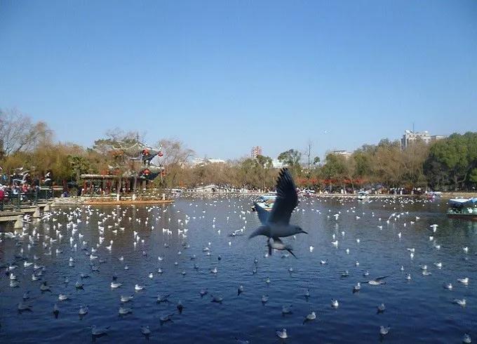 昆明五大免费景点游玩指南全攻略,昆明旅游必看景点有哪些免费的