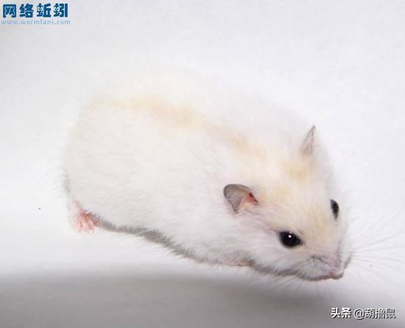 仓鼠怀孕注意事项和禁忌,仓鼠怀孕后一定要分开养吗