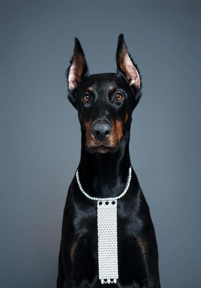 拳师犬对比杜宾犬,杜宾犬和拳师犬哪个好