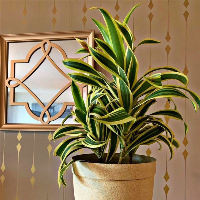 100种绿植大全,50种盆栽绿植花卉大全