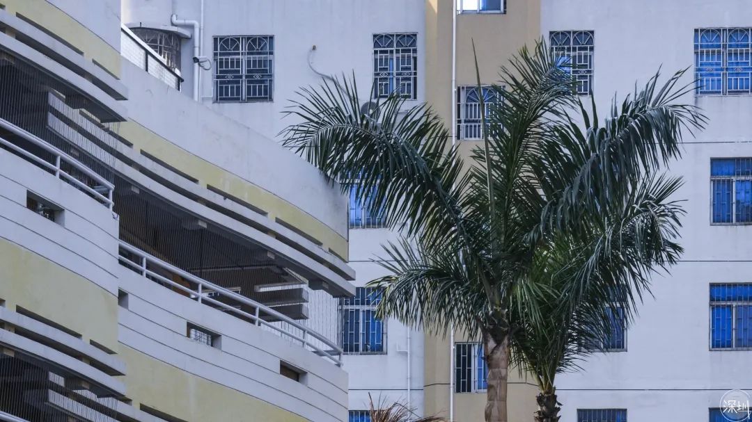 景甜有多大,景田是什么档次