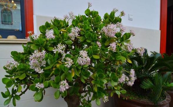 怕烂根的植物怎么养,怕旱的盆栽植物怎么养