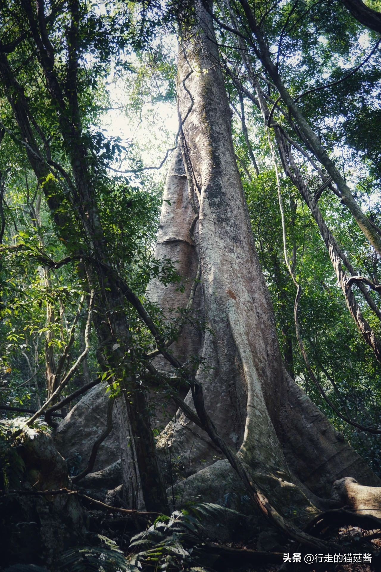 三刷一个城市是什么样的体验,西双版纳最好的边境小城