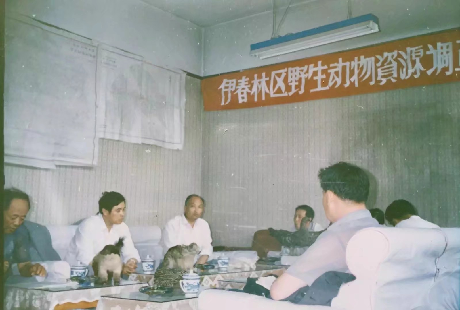 伊春林区往事,伊春林区往事1982年