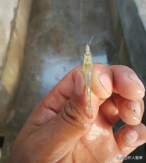 南美白对虾养殖转肝什么时候完成,养殖南美白对虾用什么药护肝好