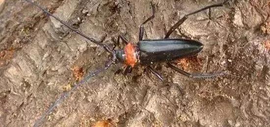 现在杀灭地下害虫的有效药剂有,杀灭地下害虫这里有10种绝招