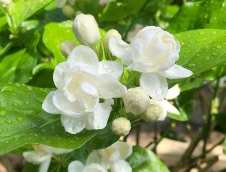 如何养好茉莉花的香味,如何养好茉莉花不烂根