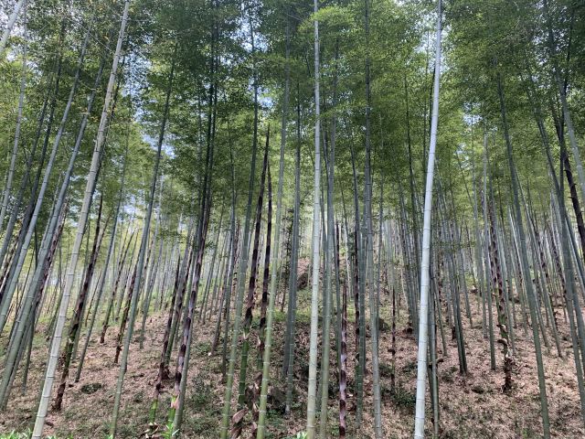清新大自然竹林风景视频,宜兴竹海风景区图片欣赏