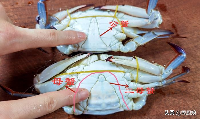 螃蟹肥不肥看哪里图片,怎么知道螃蟹肥不肥