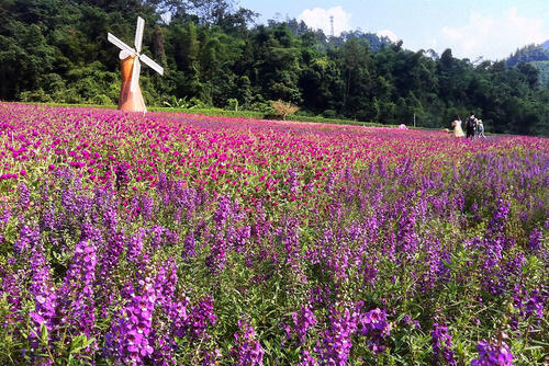 去薰衣草庄园来一场梦幻之旅,推荐一个好地方薰衣草庄园