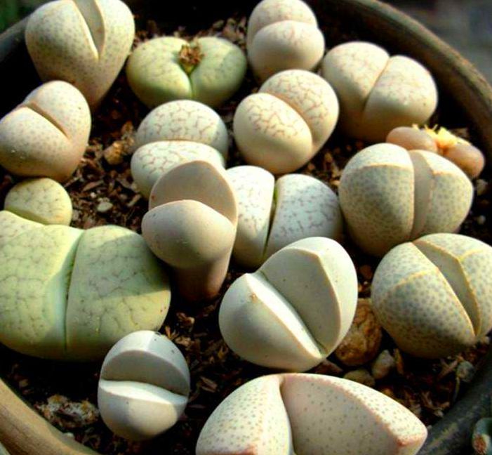 怎么能养好生石花,生石花怎么养才能长得快又好