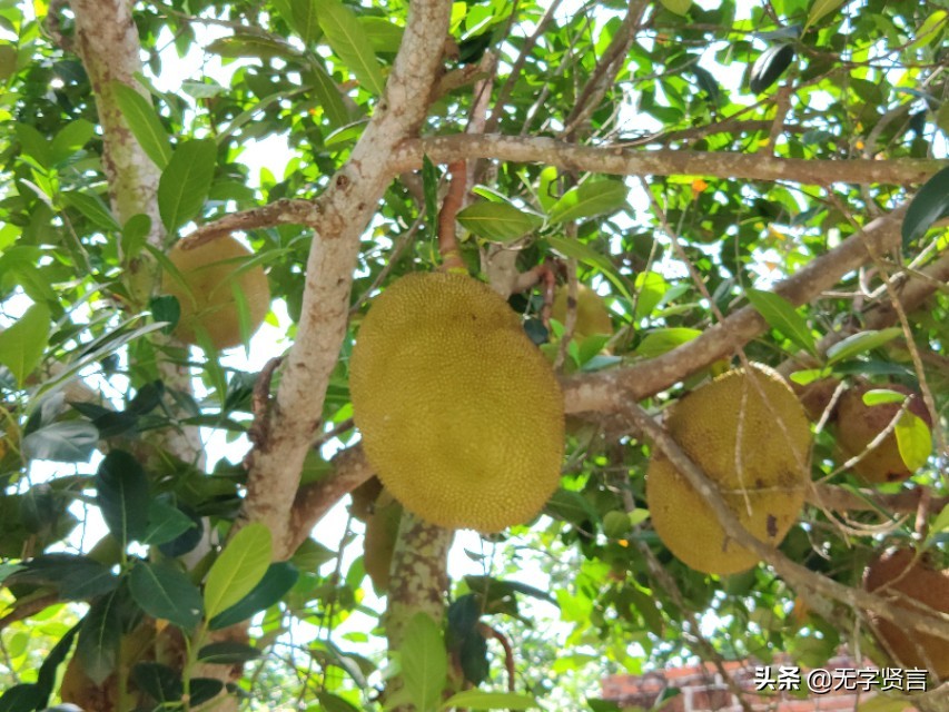 菠萝蜜怎么定价最合理,怎样辨别优质的菠萝蜜