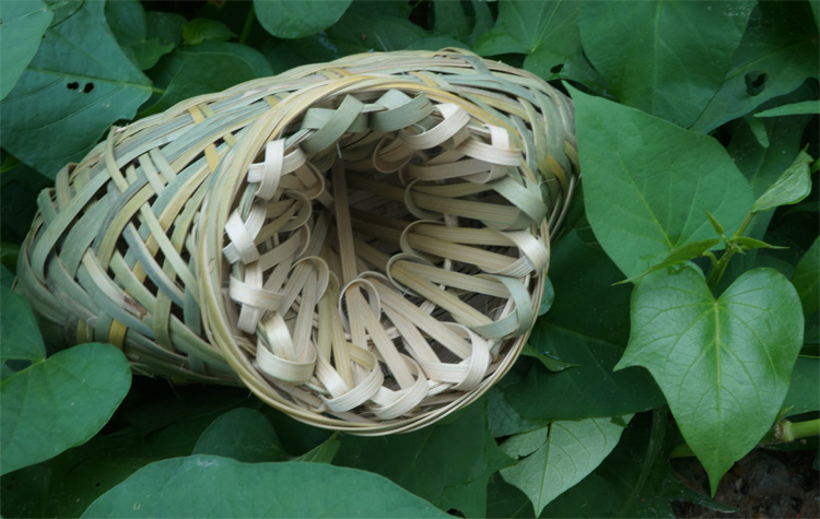 鳜鱼什么时间段钓最难钓,野钓鳜鱼作钓思路及技巧