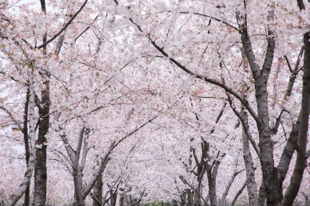 扬州究竟值不值得吃?