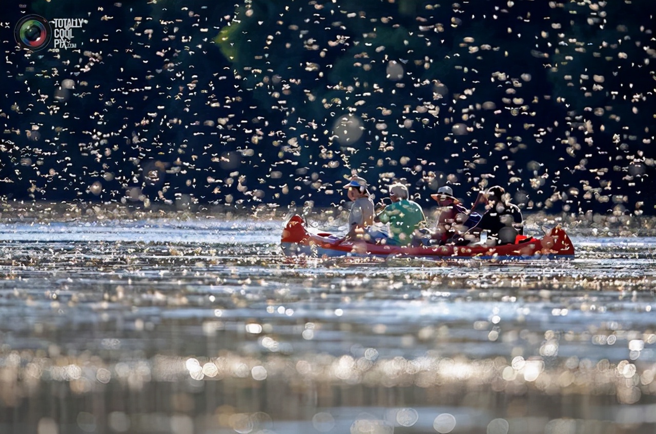 河南邓州突现大量飞蛾！密密麻麻，如雪片乱飞，是天气要突变了吗