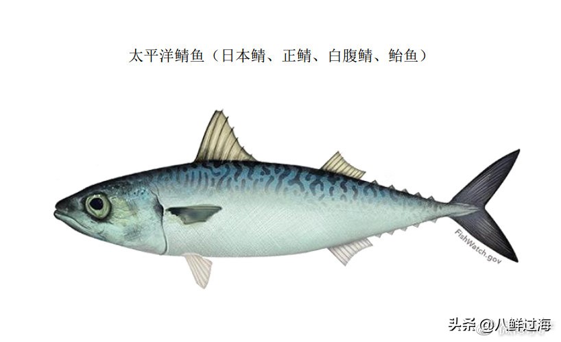 挪威鲭花鱼和日本鲭花鱼,真鲭鱼和胡麻鲭鱼的区别