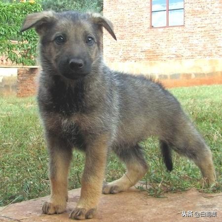 我的狼女声版原唱,我家的狼青犬八个月还不凶