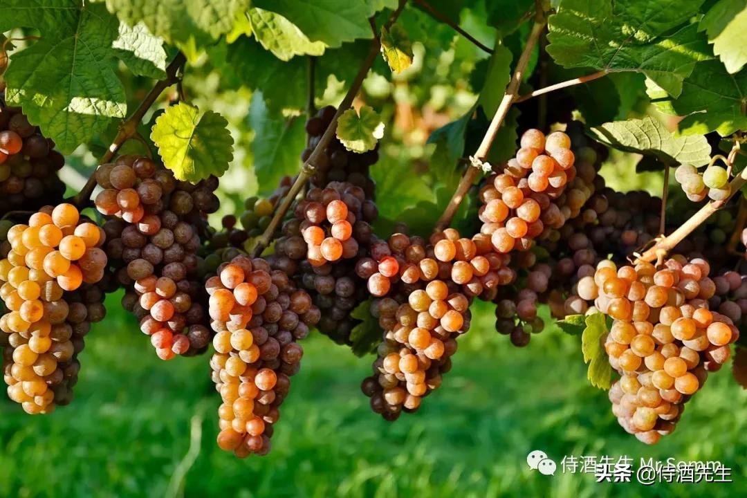 罗马生活灰皮诺干白葡萄酒,三款葡萄酒