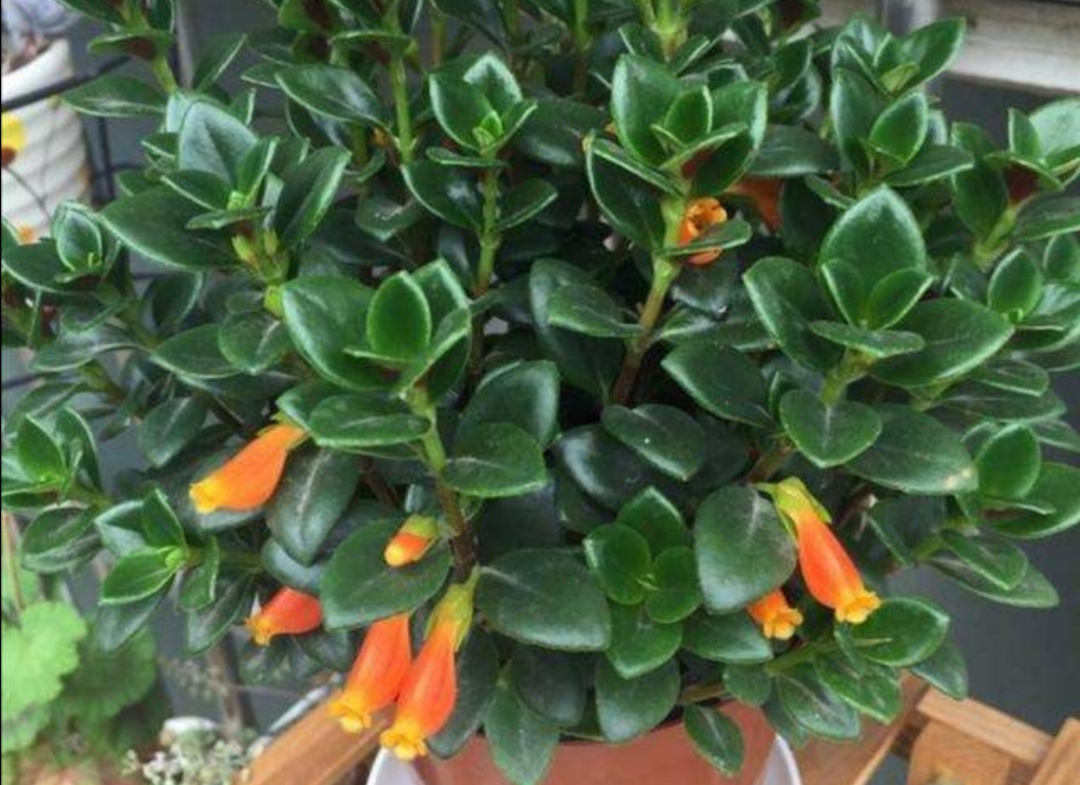 金鱼吊兰怎么养才会开花最快,室外盆栽四季开花好养活的吊兰花