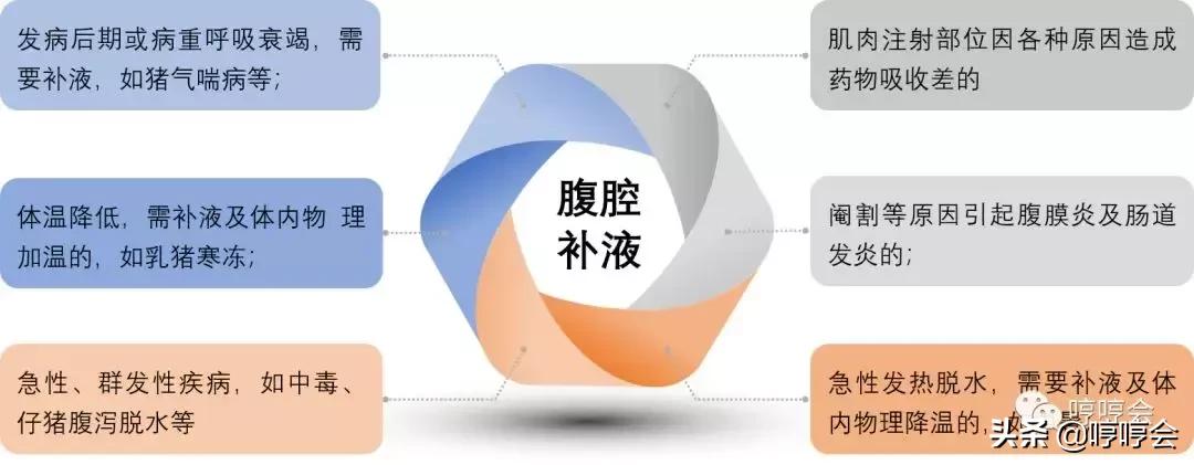 猪腹腔补液方法,腹腔补液视频教程