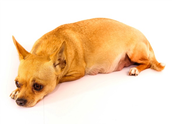 如何判断狗狗是怀孕还是假性怀孕?什么原因导致狗狗假孕?