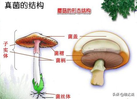 虫草菌是真菌还是僵尸,虫草菌真的可以把人变成僵尸吗
