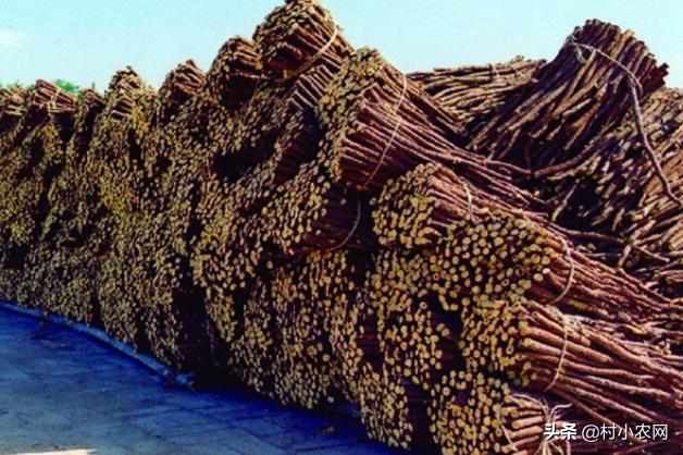 农村创业种植什么药材最好,农村创业做什么项目最好赚钱