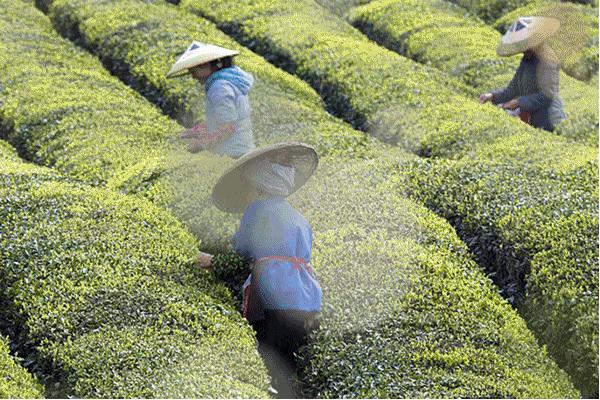 清明过后天空就明净了,今日清明万物生长清洁明净