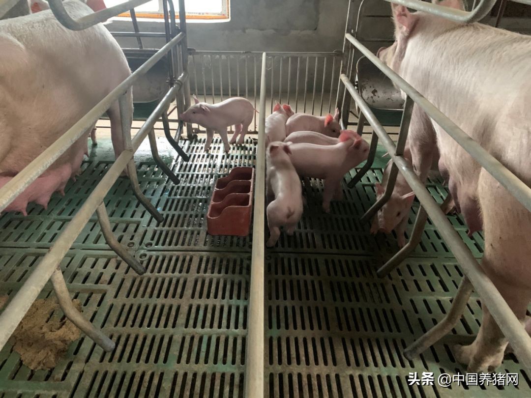 非瘟拔牙成功的案例,拔牙治愈过程