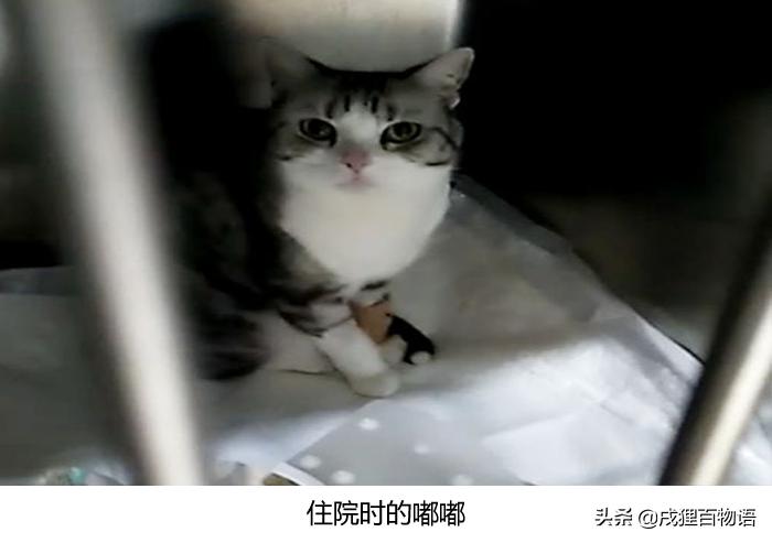 猫咪得了猫瘟如何治愈,猫咪得了猫瘟怎么帮助它挺过去