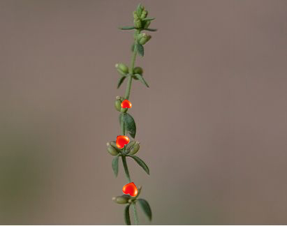 微信怎么设聊天背景,烟花聊天背景图微信