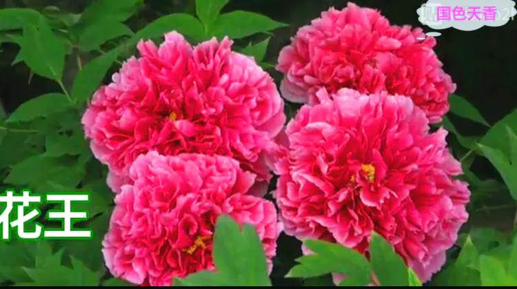 雍容华贵的国之牡丹惊艳了世界,美丽富贵的国花洛阳牡丹