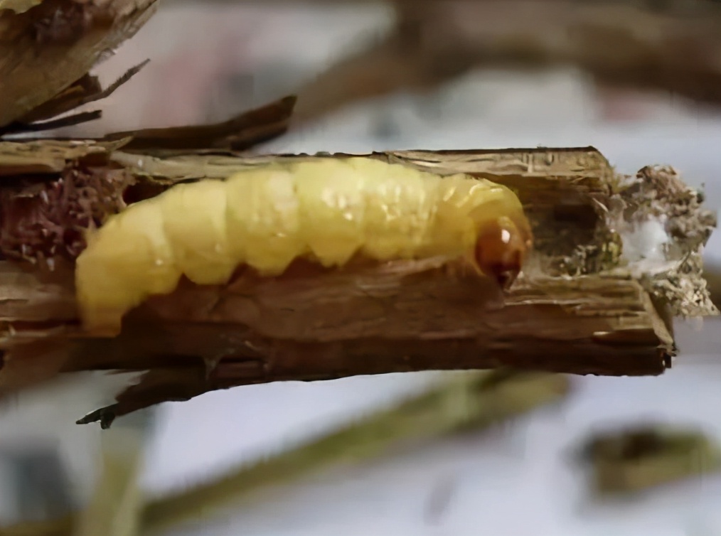 华东地区常见蛀干害虫识别与防治,法桐双齿长蠹钻蛀害虫的防治方法