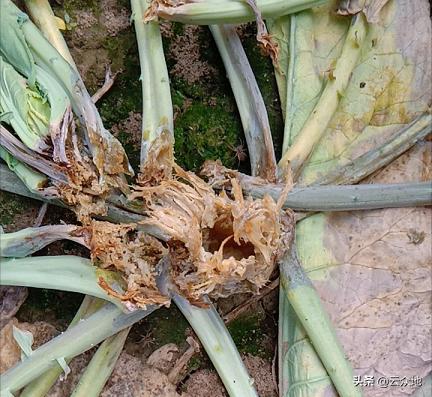 花椰菜病害绿色防控,花椰菜细菌软腐病用什么药最好