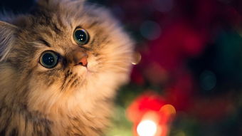 一定要喂猫咪吃冻干的理由！这样吃效果最佳，远胜干湿粮