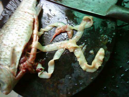 鱼长寄生虫可以钓鱼吗,野钓的鱼有寄生虫吗