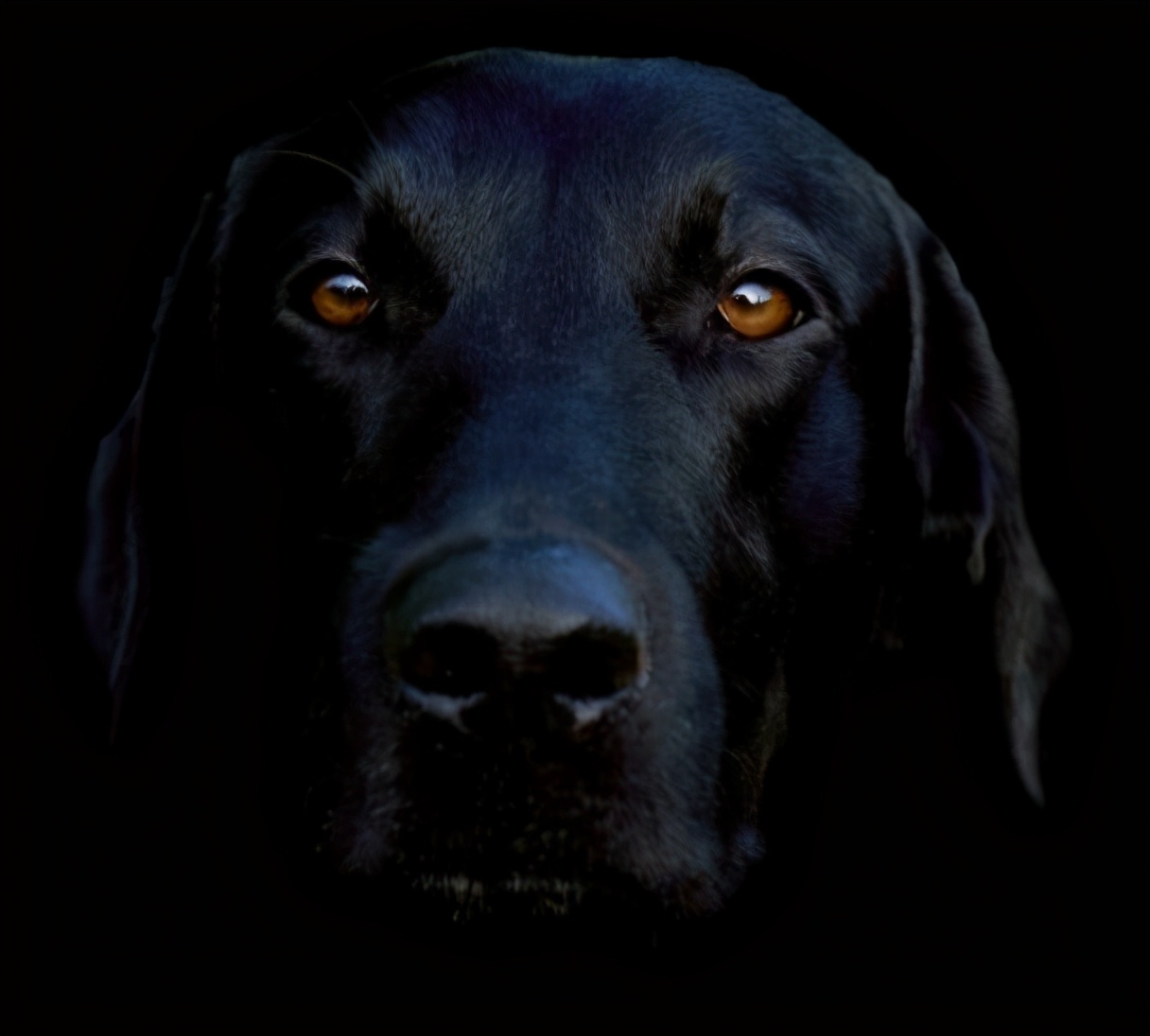 为什么有人说养狗的人越来越多,养狗的人注意了这几点必须知道