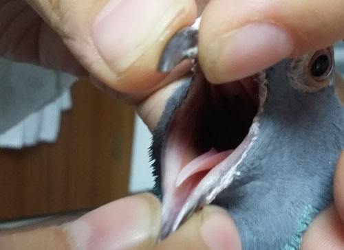 鸽子预防毛滴虫应饮甲硝唑几天,鸽子预防毛滴虫甲硝唑喂几天