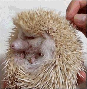 不止在动画中,现实中也能拥有的小宠物,非洲迷你刺猬你值得拥有